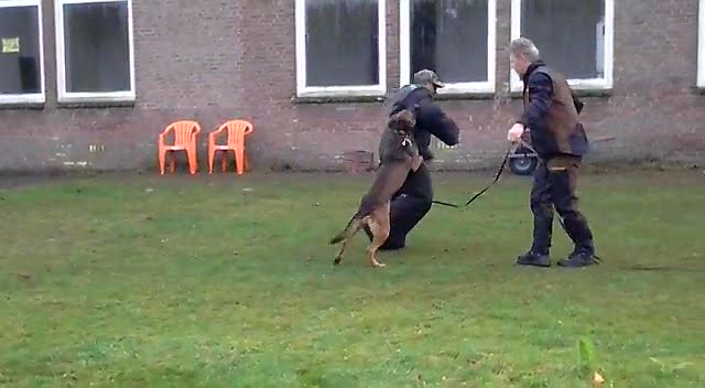 Centraliseren draai Grijpen KNPV dogs | Protection Dogs