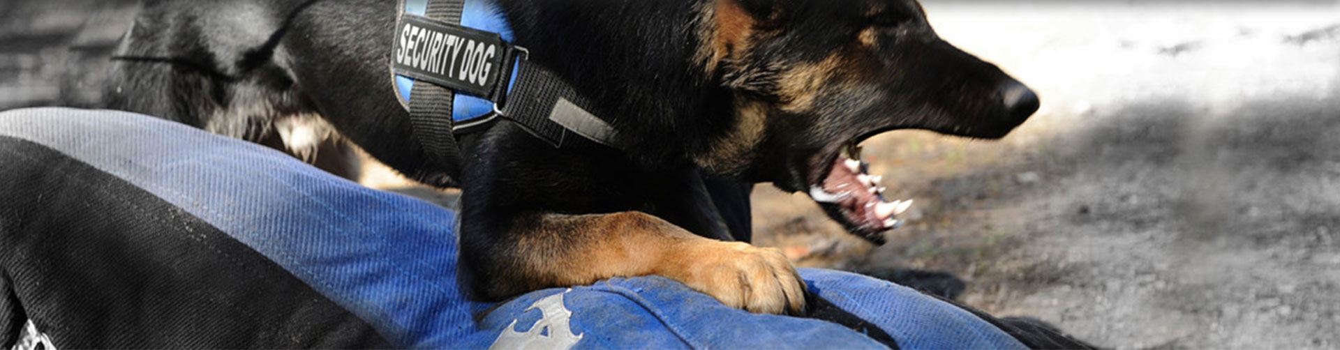 Opmerkelijk verdacht Verzoenen KNPV dogs | Protection Dogs