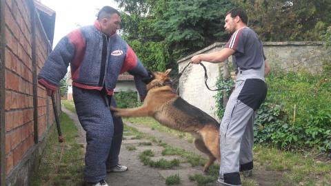 knpv protection and police dogs for sale