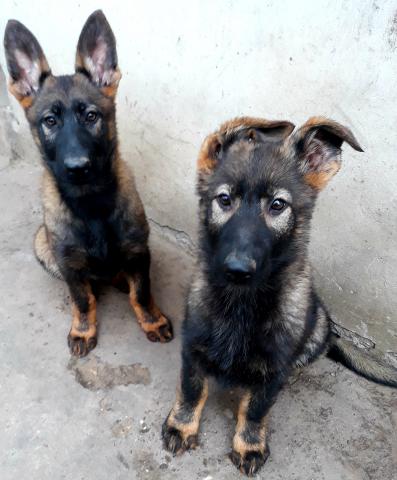 German Shepherd Puppies Protection Dogs -k9