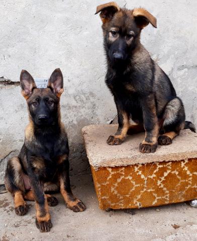 German Shepherd Puppies Protection Dogs -k9
