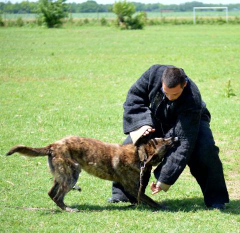 Training dogs for police purposes Obuka pasa za policijske namene