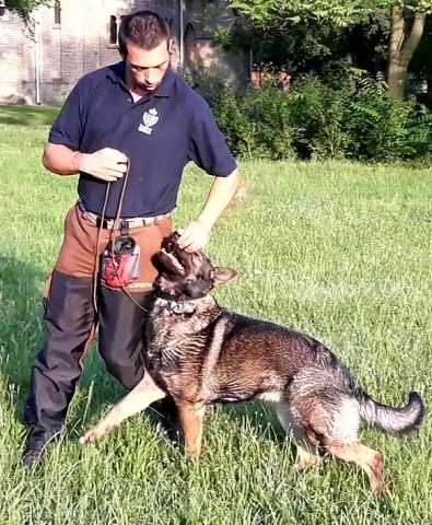 Training dogs for police purposes Obuka pasa za policijske namene