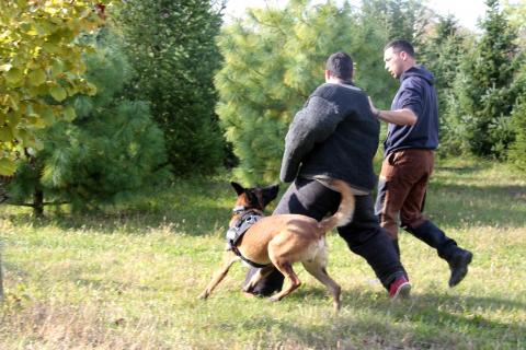 KNPV Protection and Police Dogs Dogs for Personal and Family Protection