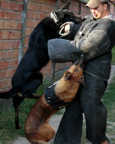 KNPV Protection and Police Dogs Dogs for Personal and Family Protection