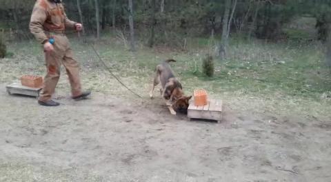 Training dogs for police purposesObuka pasa za policijske namene
