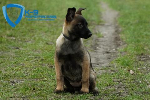 protection dogs family protection dogs 