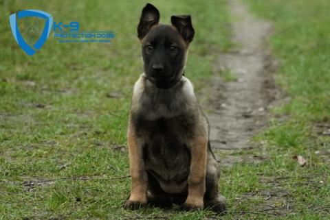 protection dogs family protection dogs 