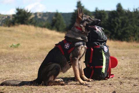 search rescue dogs