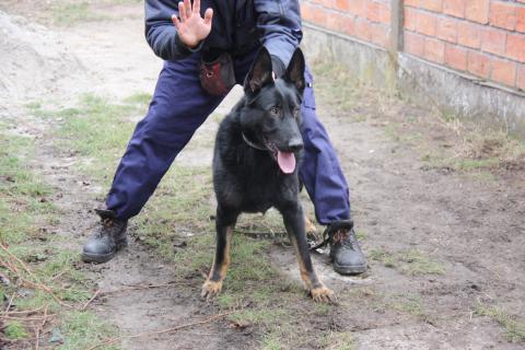 knpv protection and police dogs for sale
