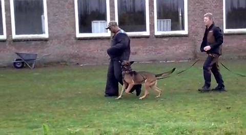 KNPV police protection dogs k9