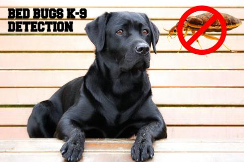 BED BUGS K-9 DETECTION